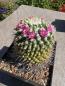 Preview: Mammillaria knippeliana